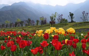 Kapan Waktu Mekar Tulip Garden Kashmir?