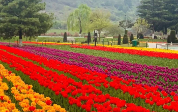 TULIP GARDEN KASHMIR