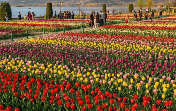 Musim tulip di Kashmir pada akhir Maret dan April