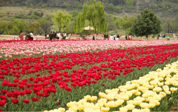 Tuip Garden Kashmir